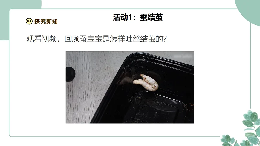 教科版(2024)科学三年级下册2.5《蚕变了新模样》课件第5页