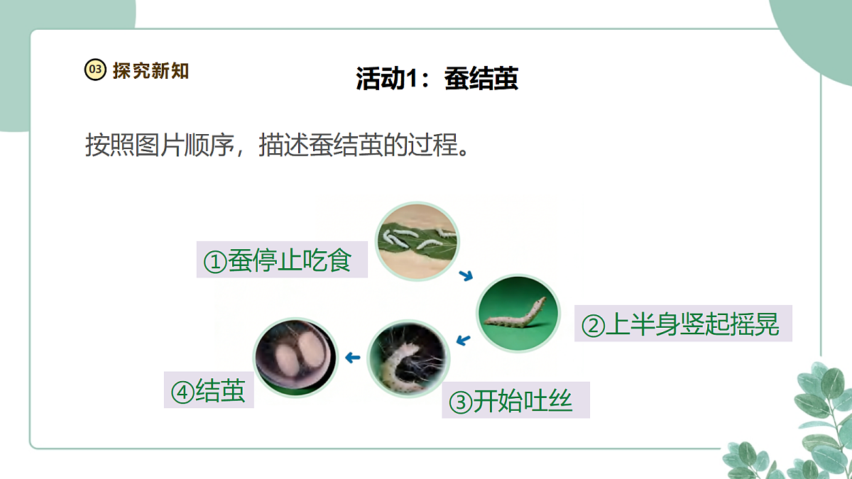 教科版(2024)科学三年级下册2.5《蚕变了新模样》课件第6页