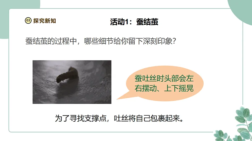教科版(2024)科学三年级下册2.5《蚕变了新模样》课件第8页
