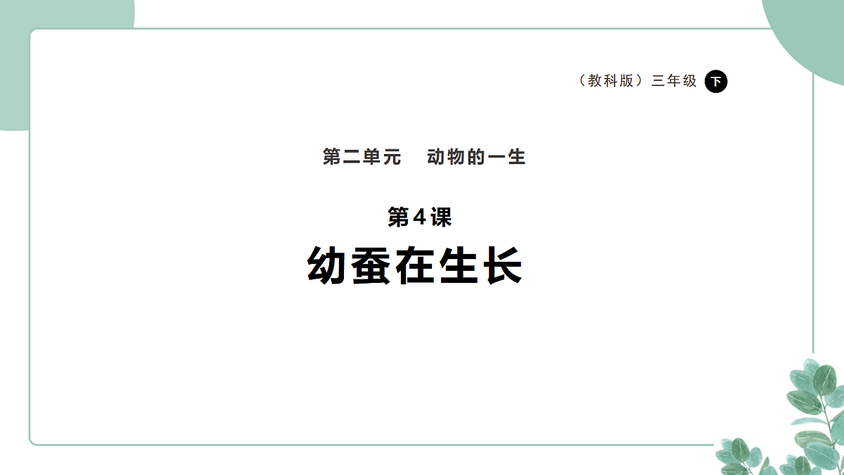教科版(2024)科学三年级下册2.4《幼蚕在生长》课件第1页