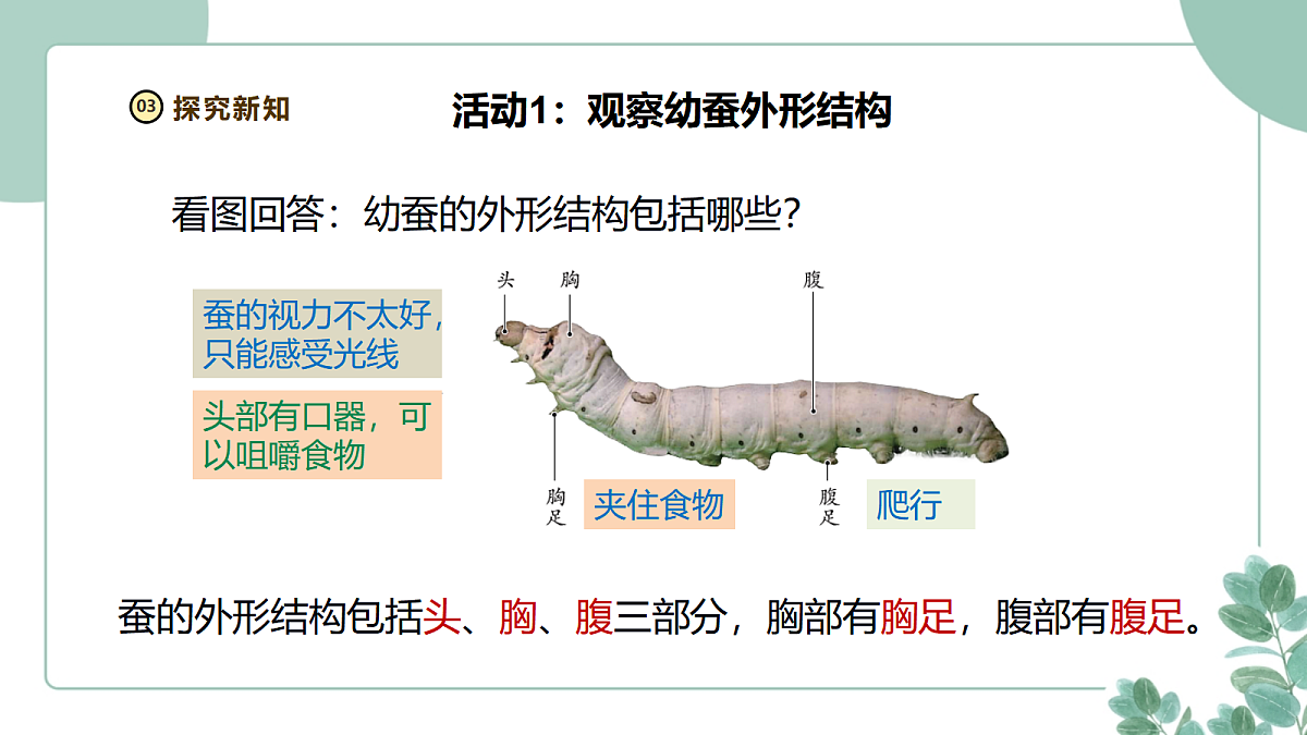 教科版(2024)科学三年级下册2.4《幼蚕在生长》课件第6页