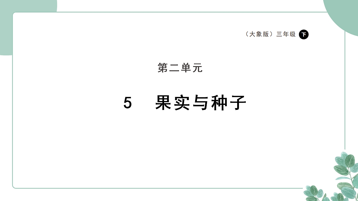 大象版(2024)科学三年级下册2.5《果实与种子》课件第1页