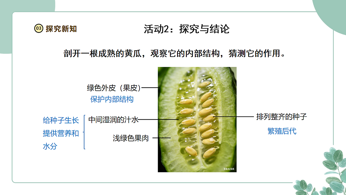 大象版(2024)科学三年级下册2.5《果实与种子》课件第7页