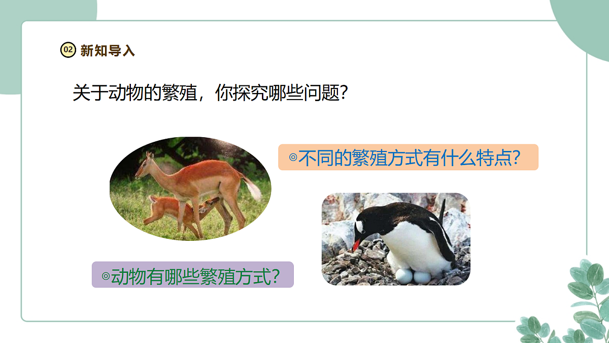 教科版(2024)科学三年级下册《动物的繁殖》课件第7页