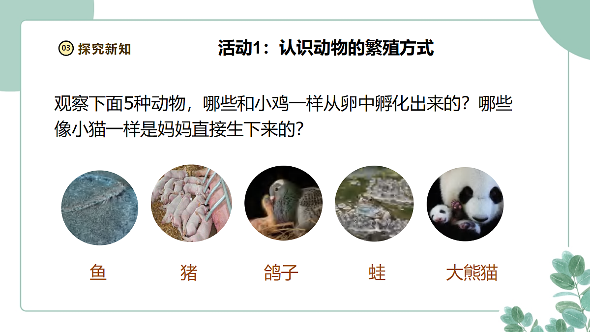 教科版(2024)科学三年级下册《动物的繁殖》课件第8页