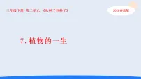小学科学人教鄂教版（2024）三年级下册（2024）7 植物的一生教课内容课件ppt