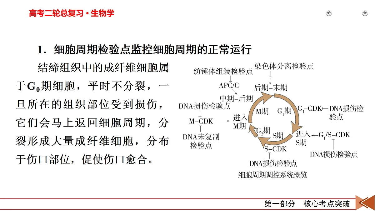 18155053第3页