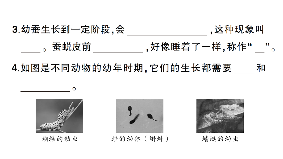 18184290第3页