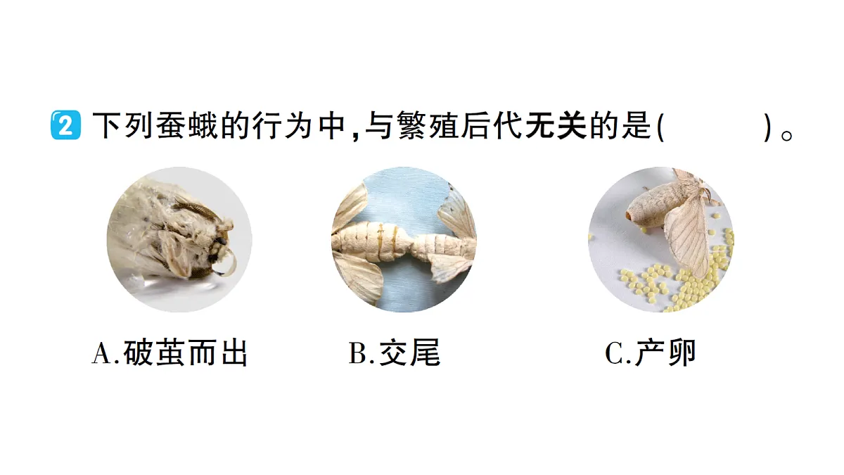 18184293第4页