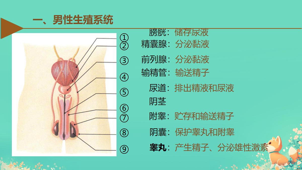 18184684第5页