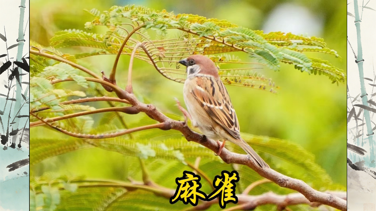18185178第2页