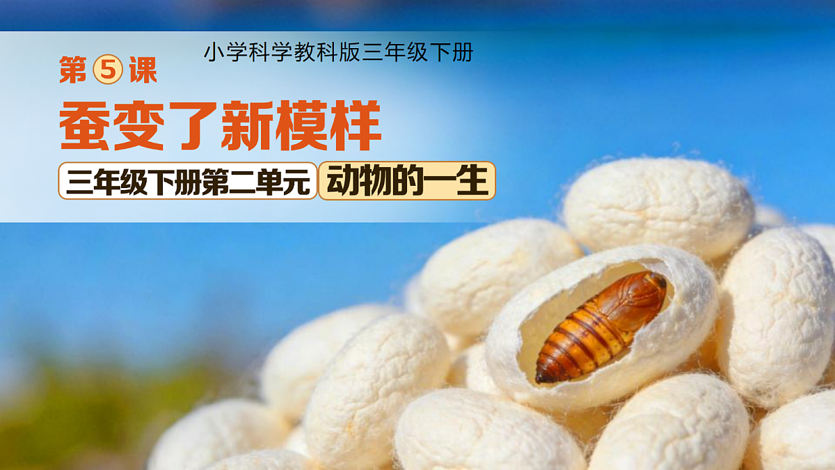 18253577第1页