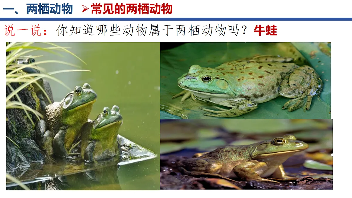 18268620第4页