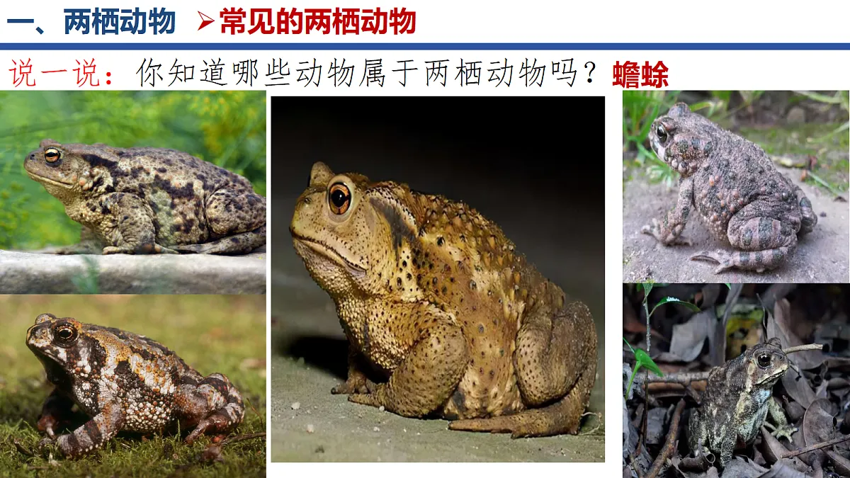 18268620第6页