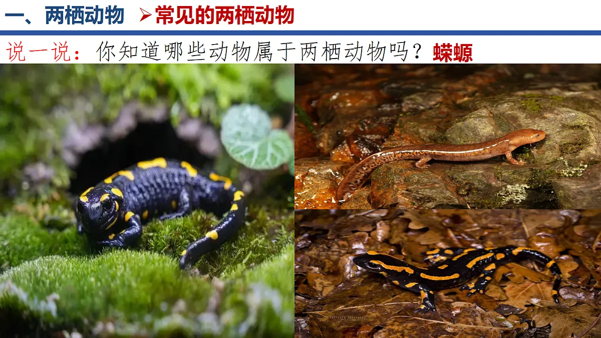 18268620第8页
