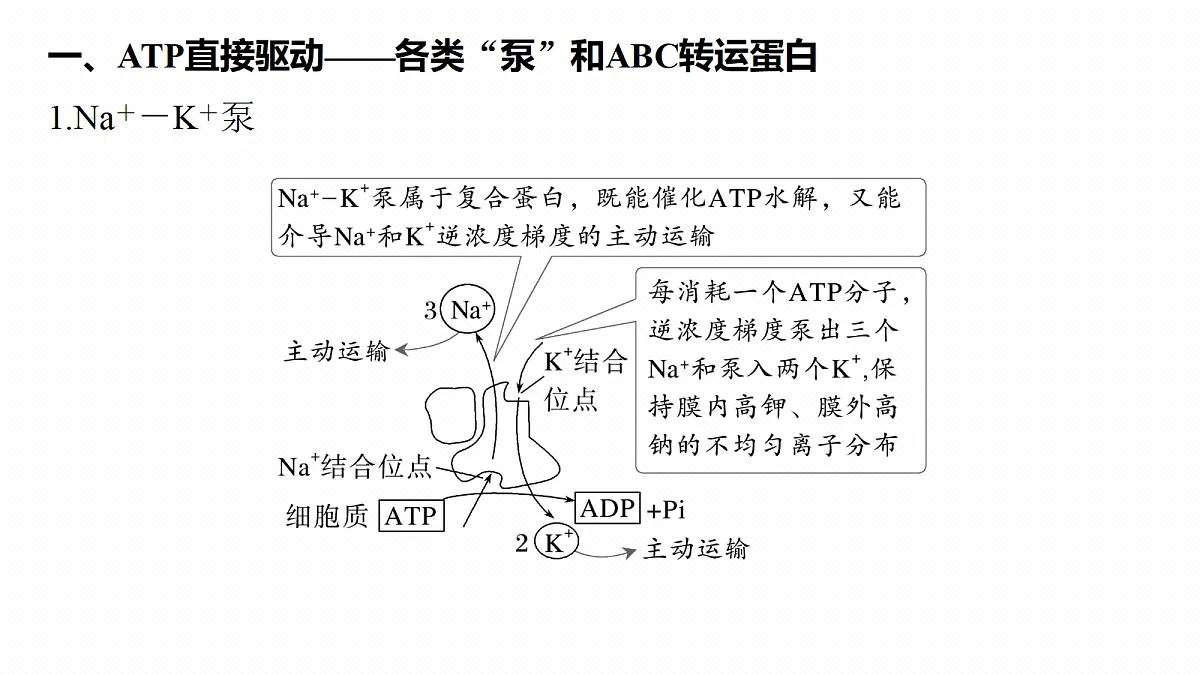 第二单元 专题突破1 主动运输的类型第4页