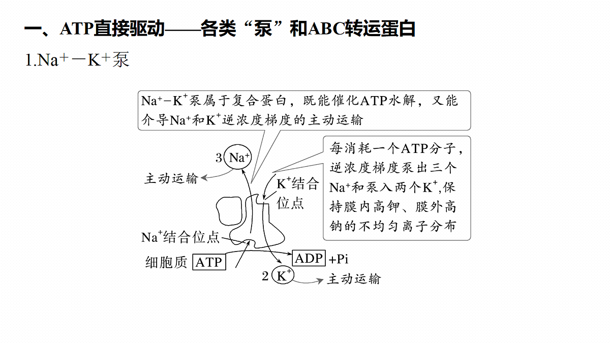 第二单元 专题突破1 主动运输的类型第4页