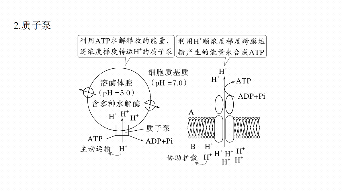 第二单元 专题突破1 主动运输的类型第5页