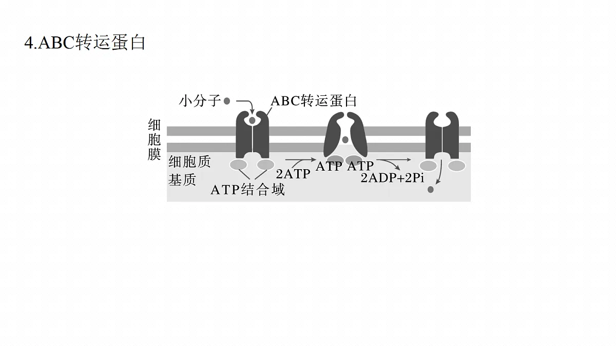 第二单元 专题突破1 主动运输的类型第7页