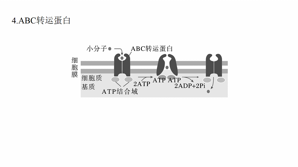 第二单元 专题突破1 主动运输的类型第7页