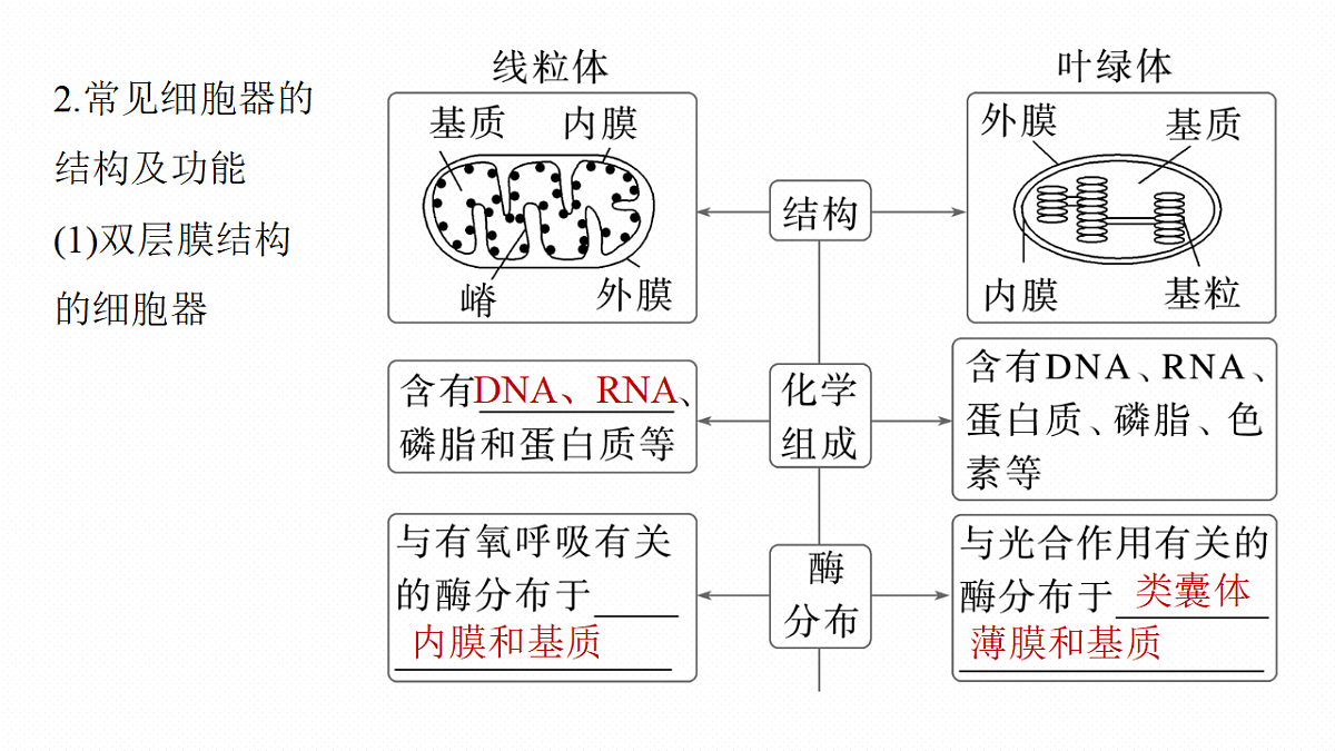 第二单元 第5课时 细胞器之间的分工第8页