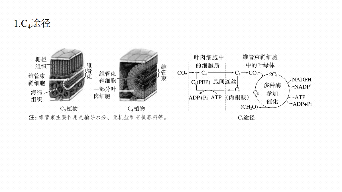 第三单元 专题突破3 二氧化碳固定方式的多样性、光呼吸及光抑制第4页