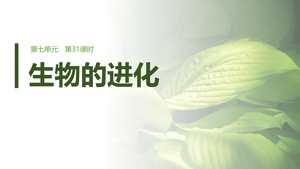 第七单元 第31课时 生物的进化第1页