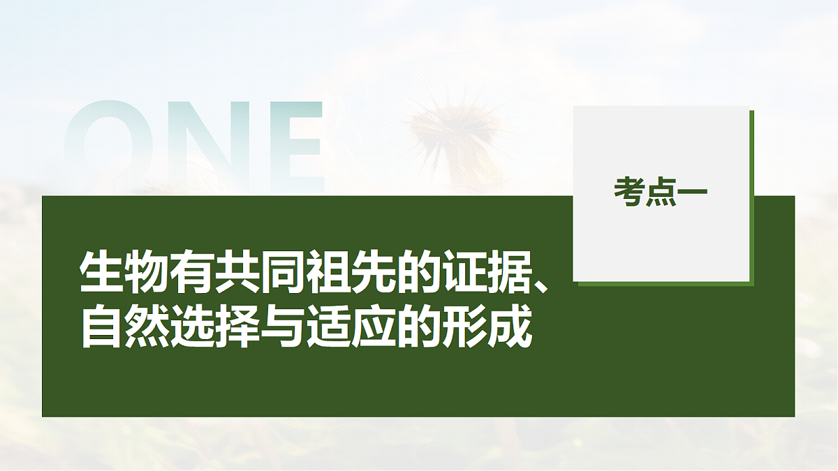 第七单元 第31课时 生物的进化第5页