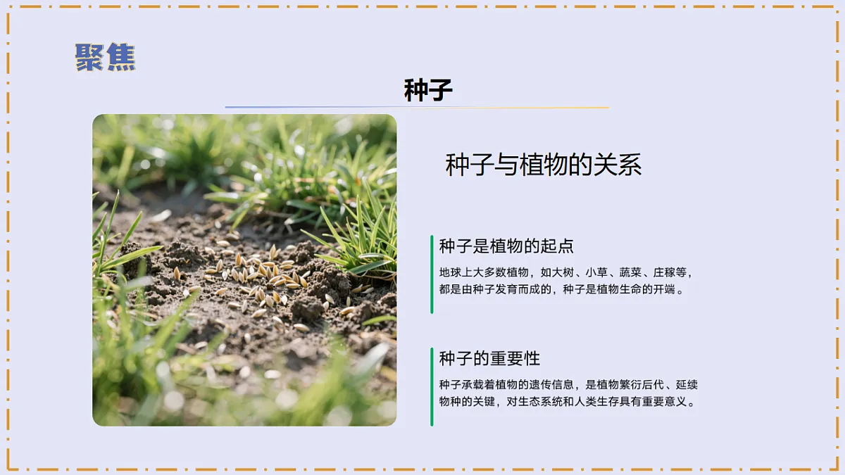 2.5 《种子发芽了》 - 小学科学三级下册 同步教学课件(苏教版2024)第5页