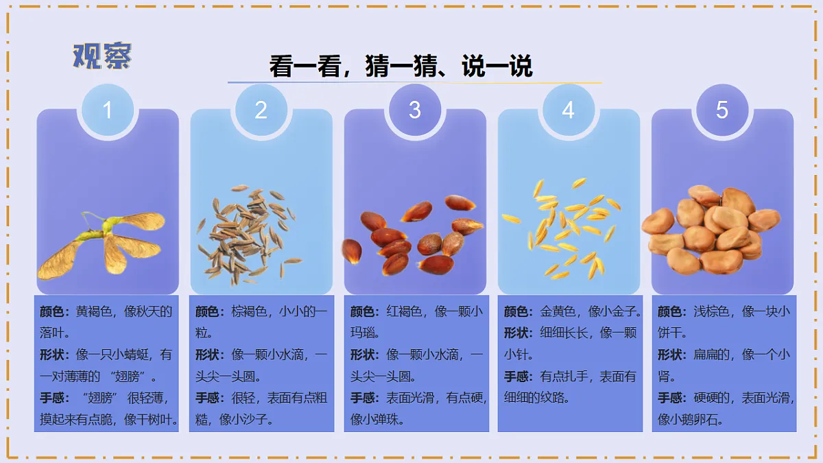 2.5 《种子发芽了》 - 小学科学三级下册 同步教学课件(苏教版2024)第6页