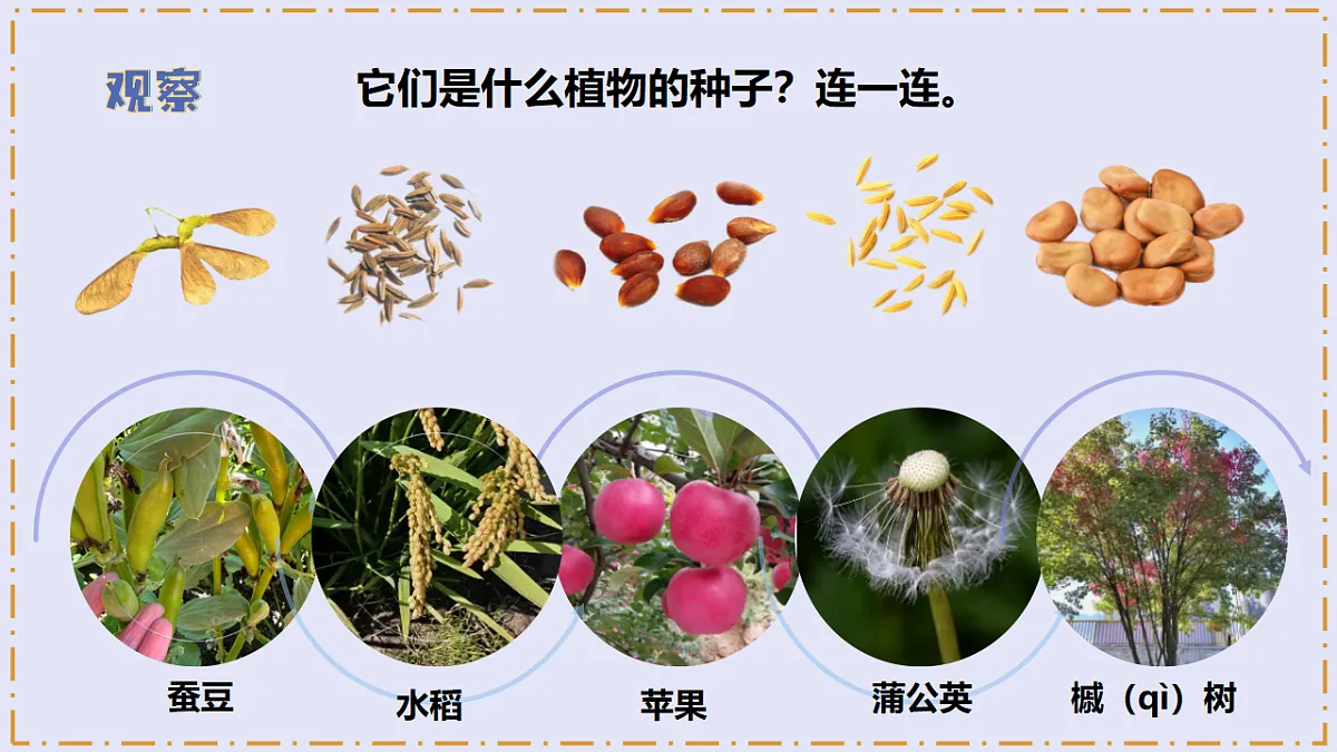2.5 《种子发芽了》 - 小学科学三级下册 同步教学课件(苏教版2024)第7页