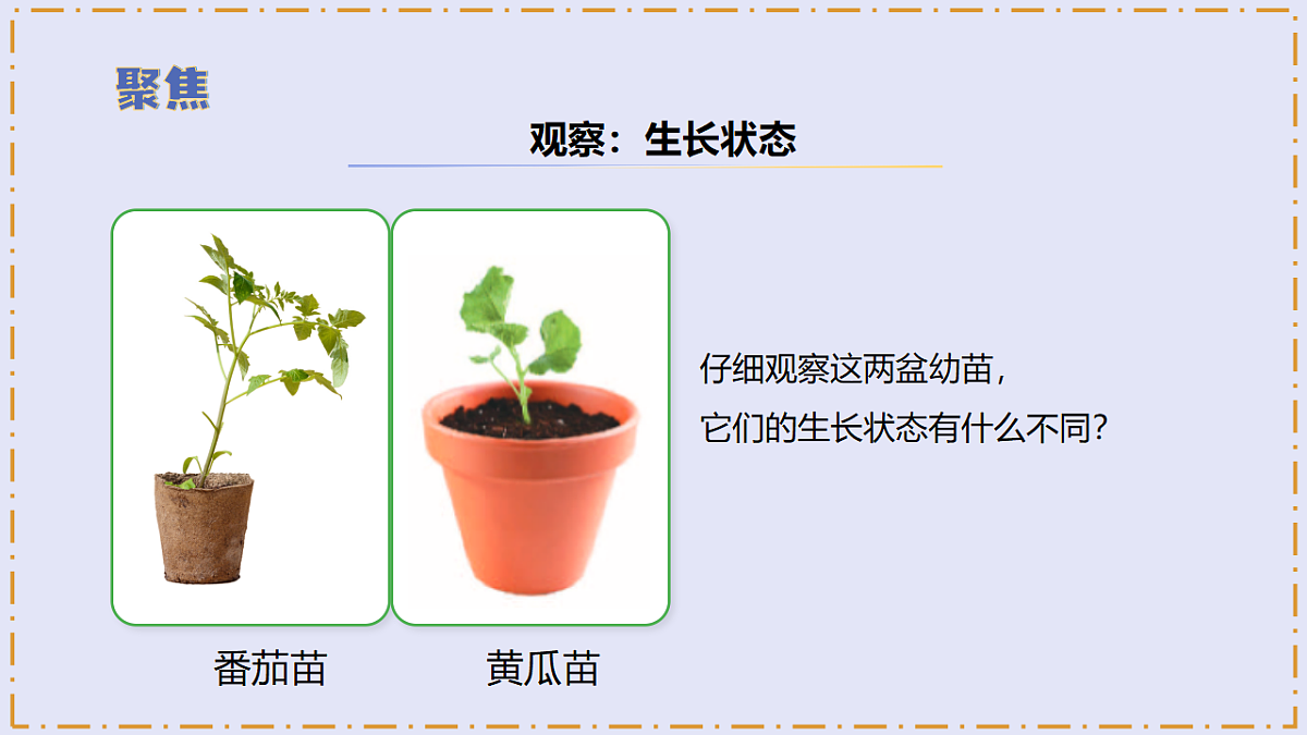 2.6 《幼苗长大了》 - 小学科学三级下册 同步教学课件(苏教版2024)第5页