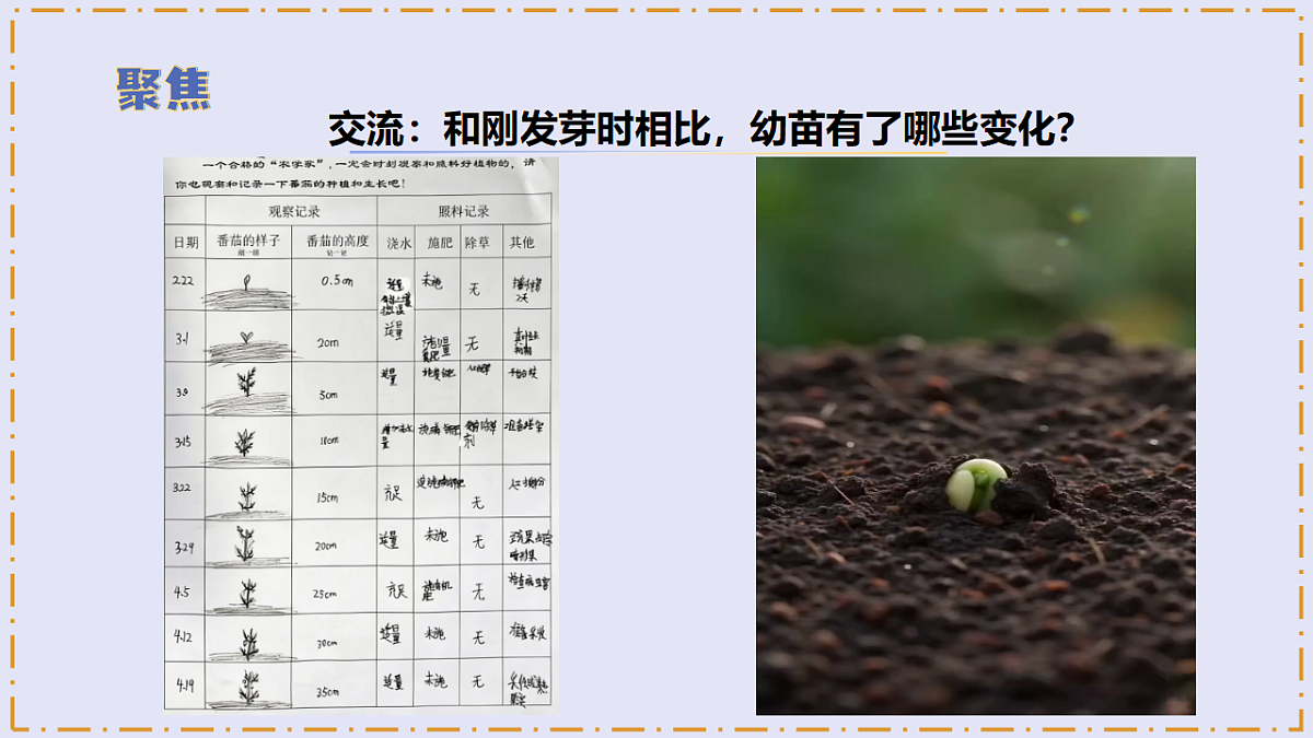 2.6 《幼苗长大了》 - 小学科学三级下册 同步教学课件(苏教版2024)第6页