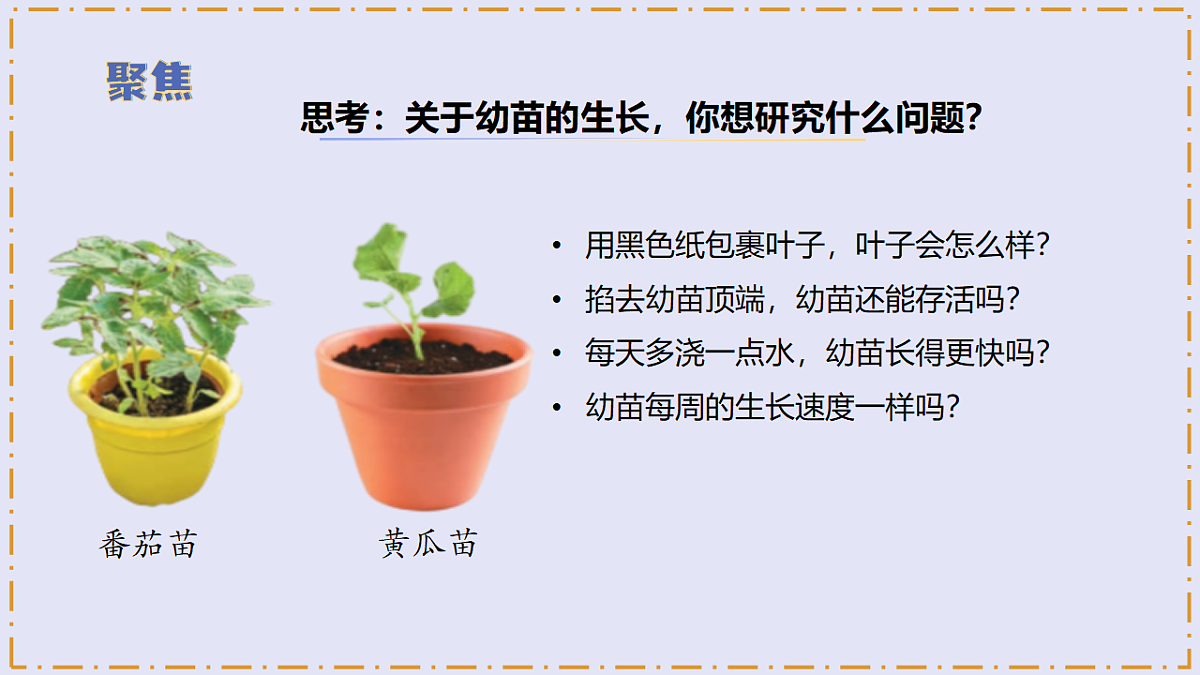 2.6 《幼苗长大了》 - 小学科学三级下册 同步教学课件(苏教版2024)第7页
