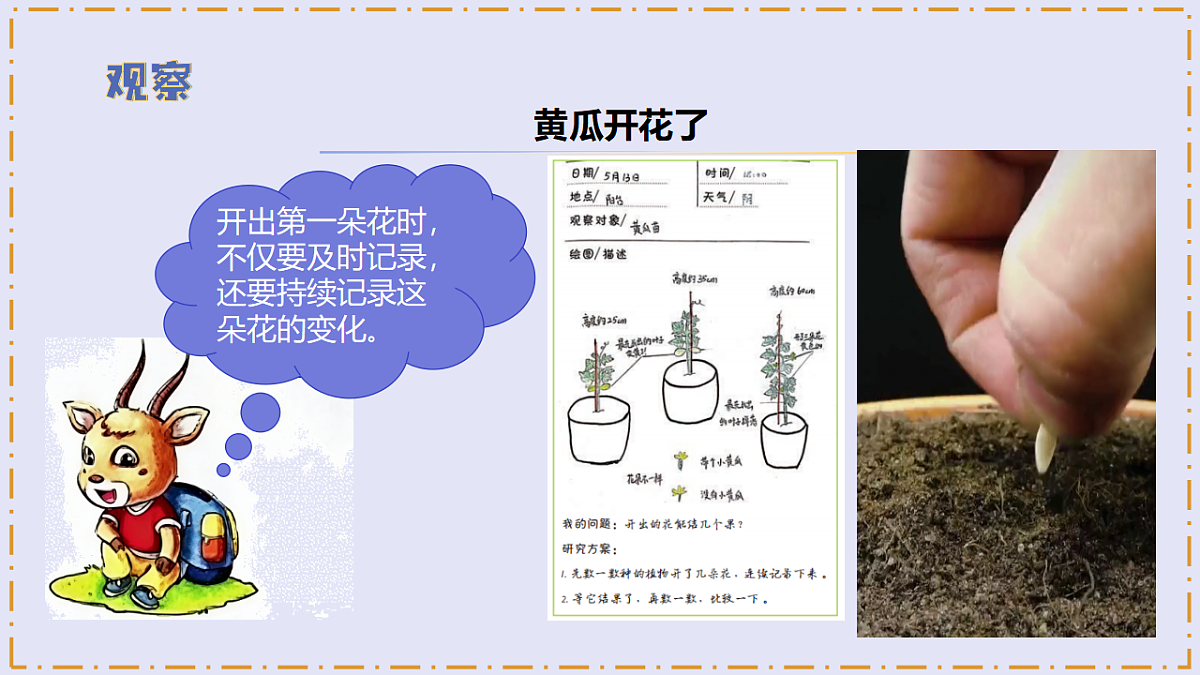 2.7 《植物开花了》 - 小学科学三级下册 同步教学课件(苏教版2024)第5页