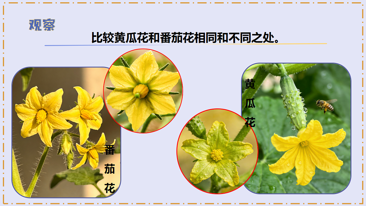2.7 《植物开花了》 - 小学科学三级下册 同步教学课件(苏教版2024)第6页