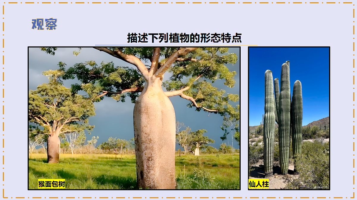 3.9 《形态各异的植物》 - 小学科学三级下册 同步教学课件(苏教版2024)第6页