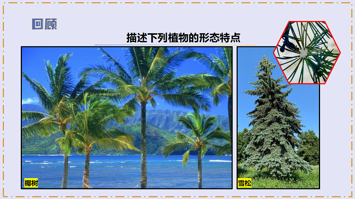 3.9 《形态各异的植物》 - 小学科学三级下册 同步教学课件(苏教版2024)第7页