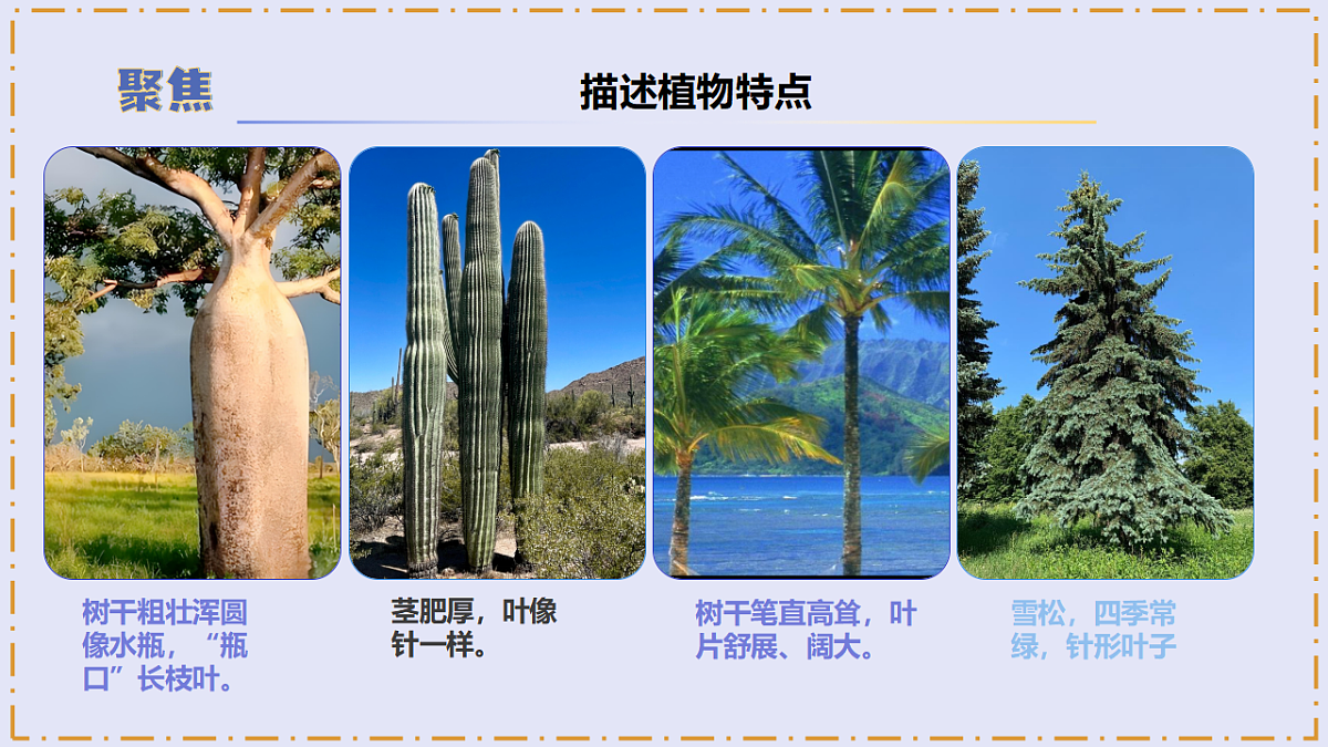 3.9 《形态各异的植物》 - 小学科学三级下册 同步教学课件(苏教版2024)第8页