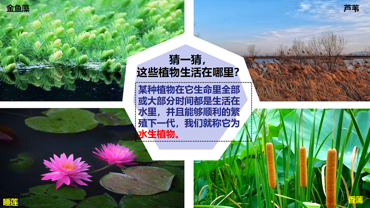 3.10 《水里的植物》 - 小学科学三级下册 同步教学课件(苏教版2024)第5页