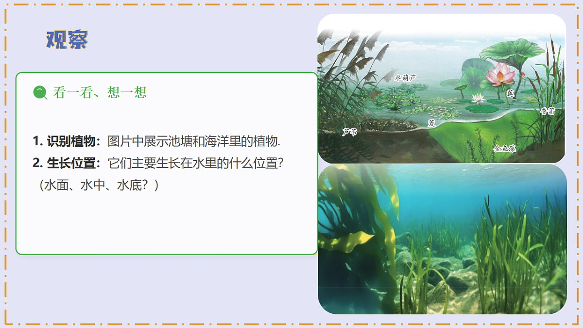 3.10 《水里的植物》 - 小学科学三级下册 同步教学课件(苏教版2024)第6页