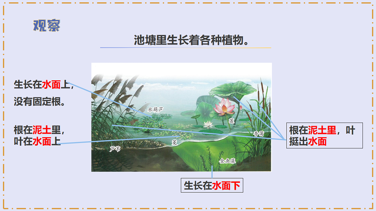 3.10 《水里的植物》 - 小学科学三级下册 同步教学课件(苏教版2024)第7页