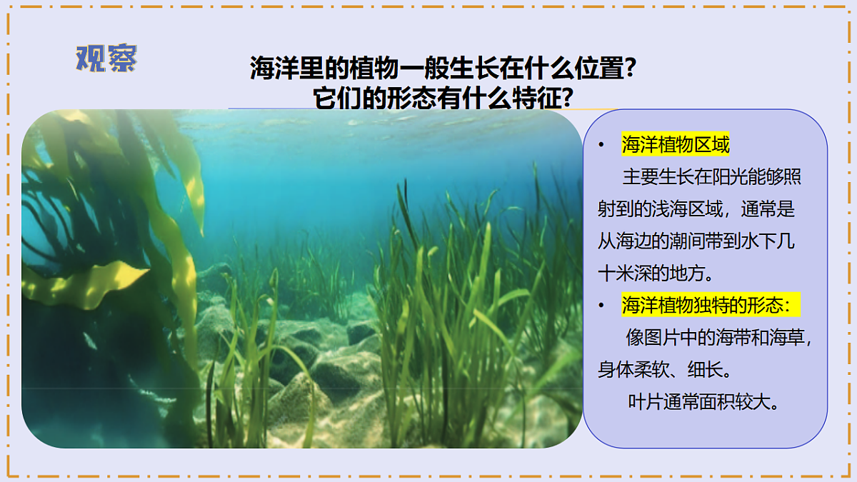 3.10 《水里的植物》 - 小学科学三级下册 同步教学课件(苏教版2024)第8页