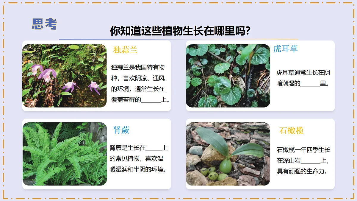 3.12 《石头上的植物》 - 小学科学三级下册 同步教学课件(苏教版2024)第5页