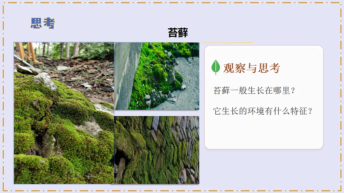 3.12 《石头上的植物》 - 小学科学三级下册 同步教学课件(苏教版2024)第6页