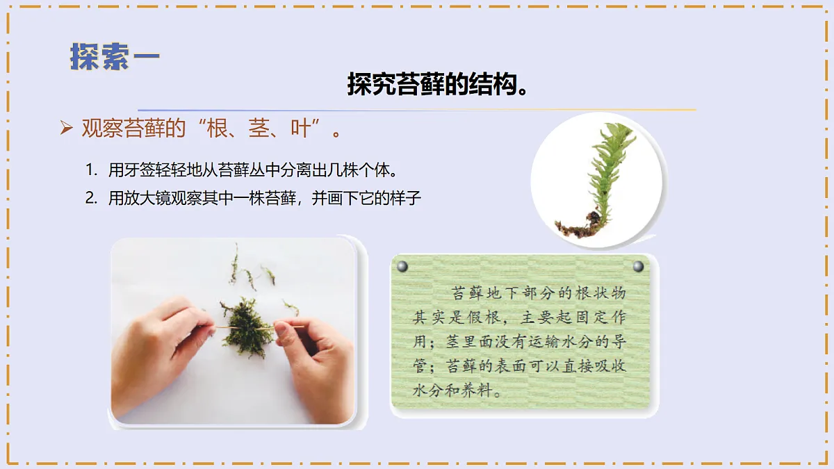 3.12 《石头上的植物》 - 小学科学三级下册 同步教学课件(苏教版2024)第8页