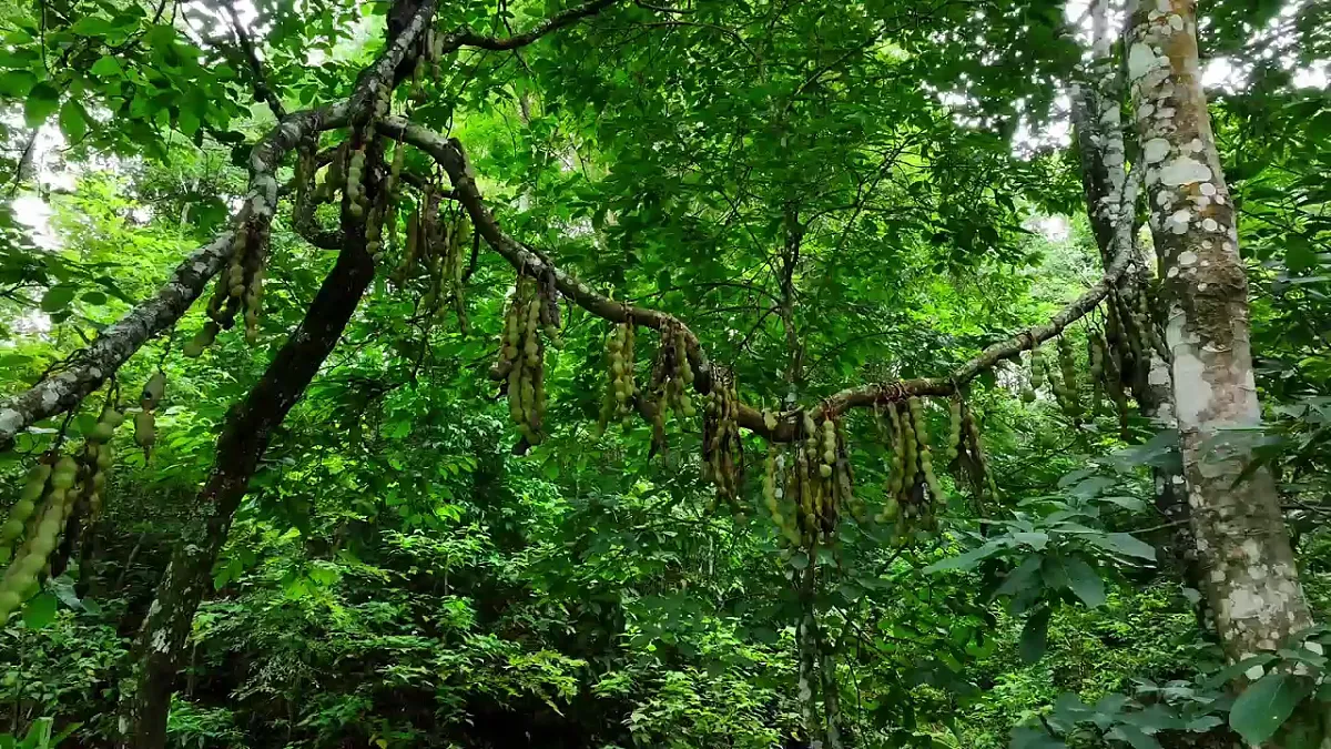 第十单元《探寻热带雨林的固碳功能》跨学科主题学习课件第2页
