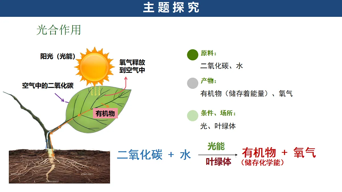 第十单元《探寻热带雨林的固碳功能》跨学科主题学习课件第7页