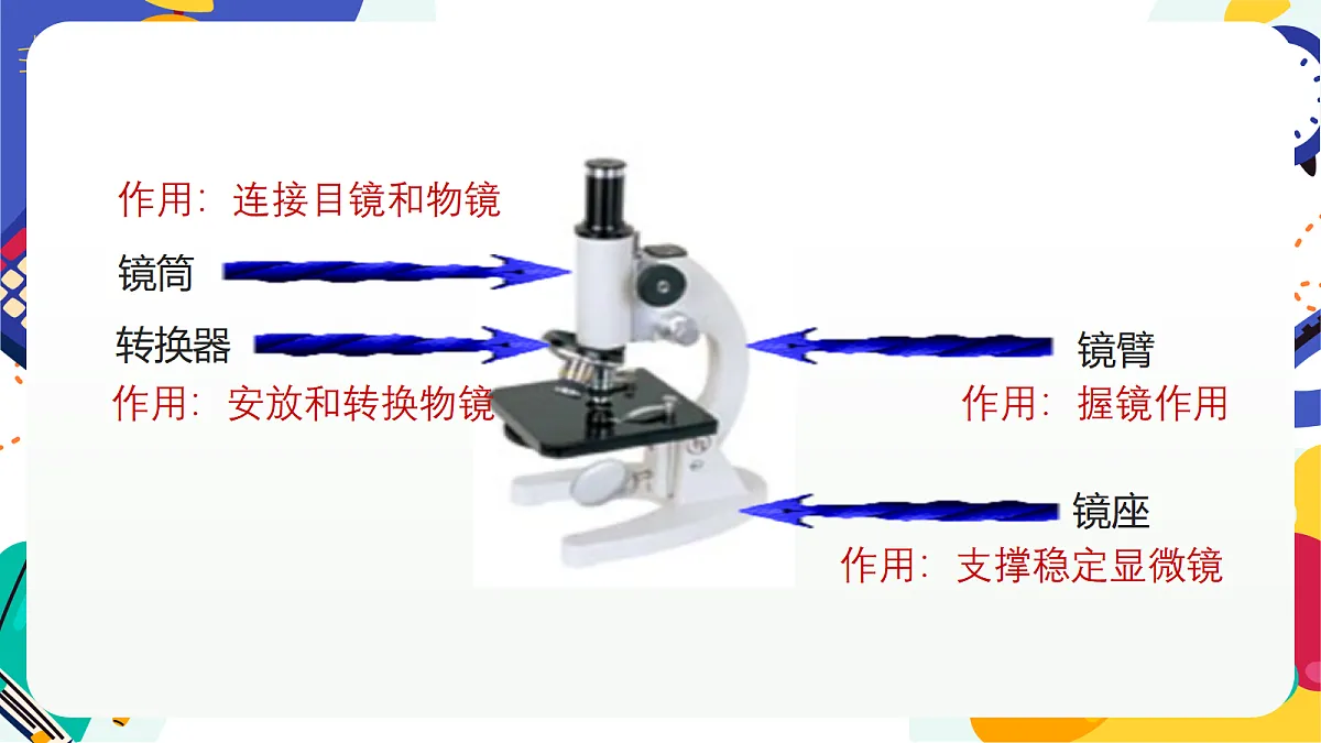 1.2《生物体的基本单位》课件 浙教版科学七上第6页