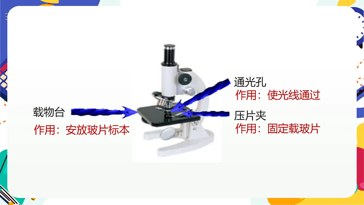 1.2《生物体的基本单位》课件 浙教版科学七上第8页